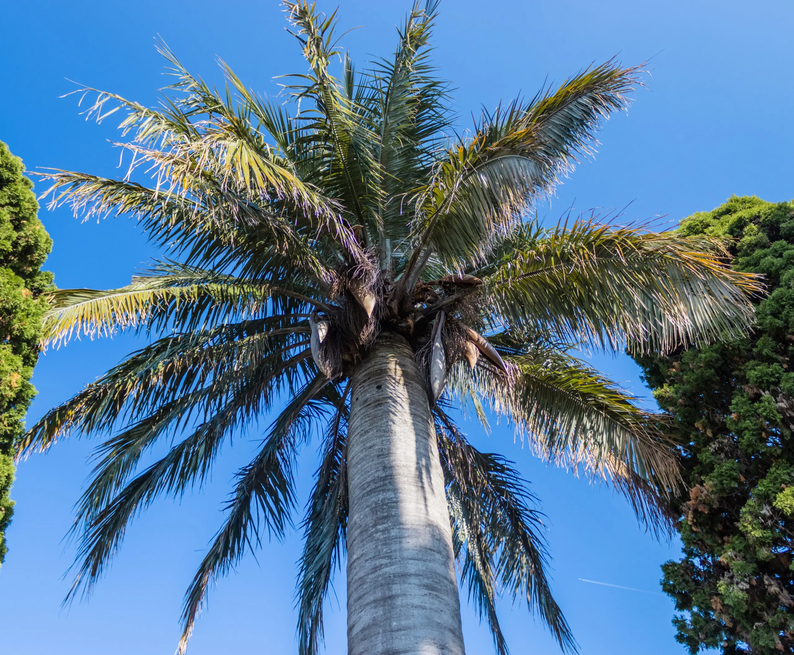 Palm Tree Needing Pruning in Parrish Florida